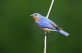 Eastern Bluebirdborder=